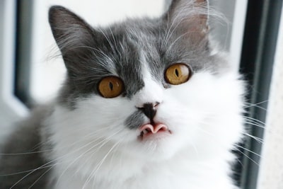 Gray and white cat show the tongue
